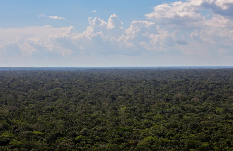 Organizações sociais propõem plano para investimentos na Amazônia