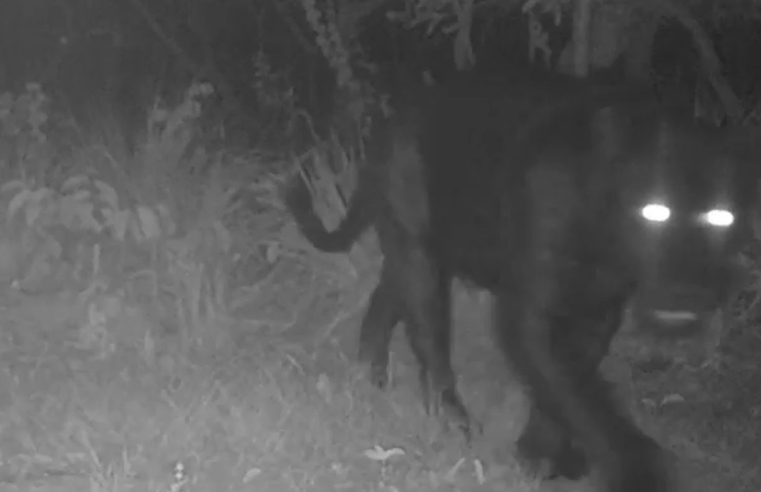 Onça-preta aparece pela primeira vez em reserva no Cerrado