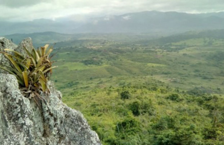 Pesquisador indígena cataloga 150 plantas medicinais de seu território