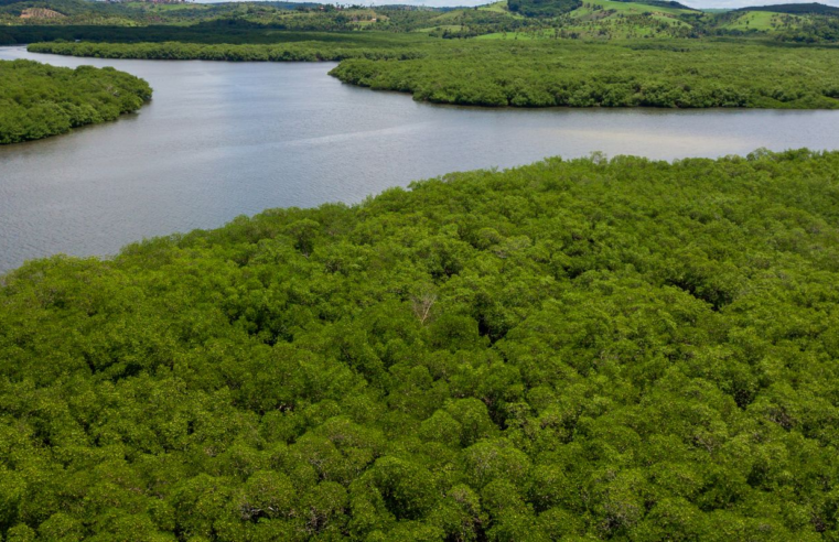 Campanha pede criação de reserva para proteger manguezal em Pernambuco
