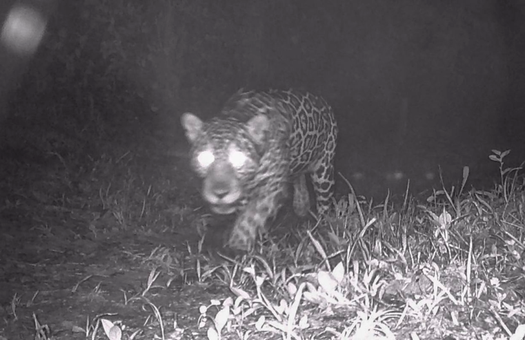 Após 50 anos, onça-pintada é registrada nas matas de Valença, no Rio