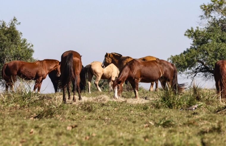 Três pessoas tiveram encefalite equina venezuelana no AM, dizFiocruz