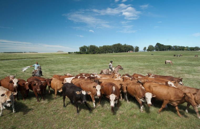 Emissões de metano no Brasil em 2023 são 6% maiores do que em 2020