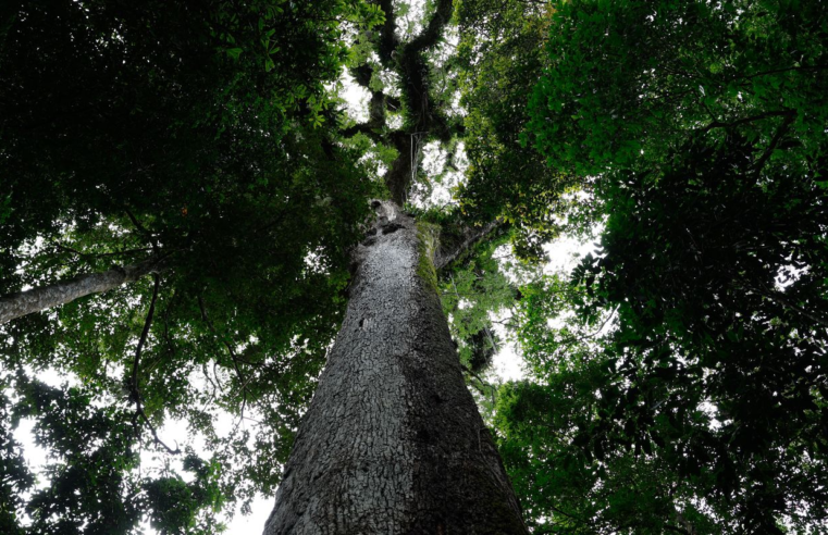 Lula sanciona lei do licenciamento ambiental com 63 vetos