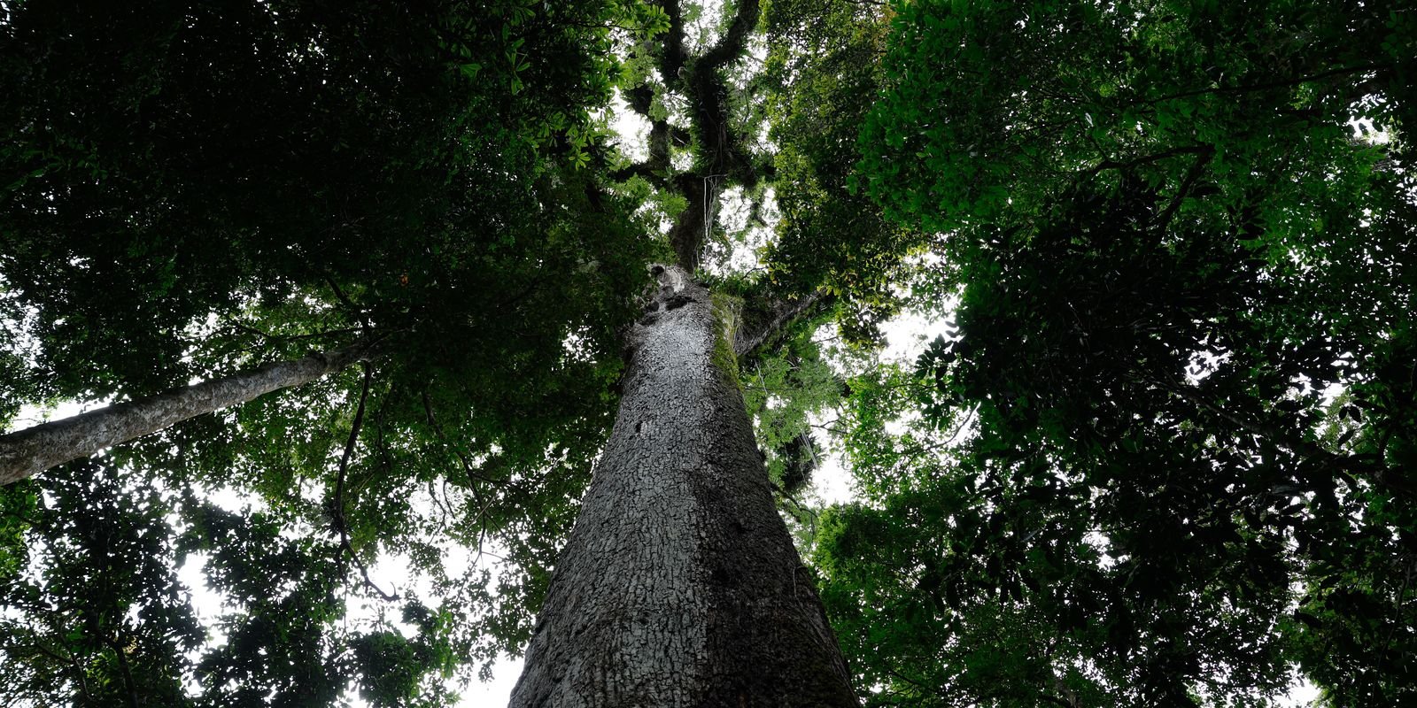 Lula sanciona lei do licenciamento ambiental com 63 vetos