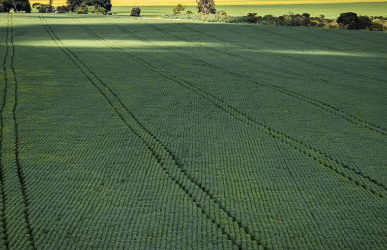 COP30: agro quer se posicionar como parte da solução, diz associação