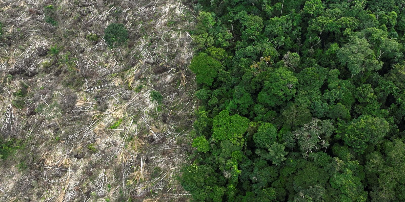 Brasil perdeu 111,7 milhões de hectares de áreas naturais em 40 anos