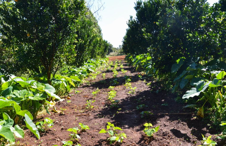 Petrobras participará de programa de incentivo a florestas produtivas
