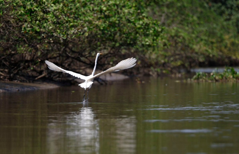 Reflorestamento permite volta de animais a mangue na Baía de Guanabara