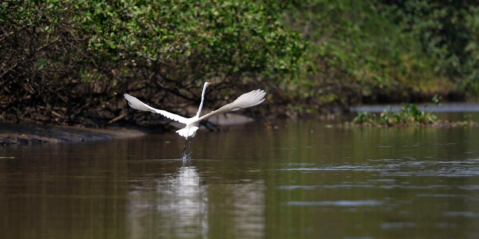 Reflorestamento permite volta de animais a mangue na Baía de Guanabara