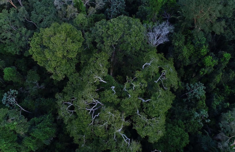Países amazônicos defenderão fundo para preservar florestas