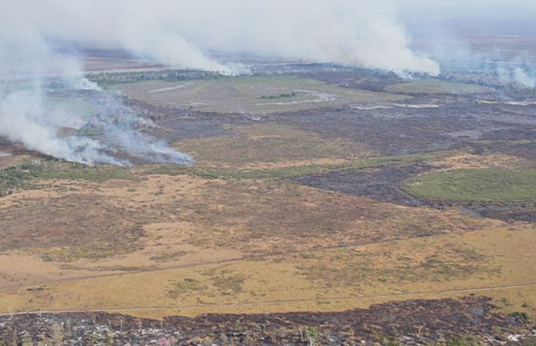 Cade suspende Moratória da Soja e organizações sociais reagem