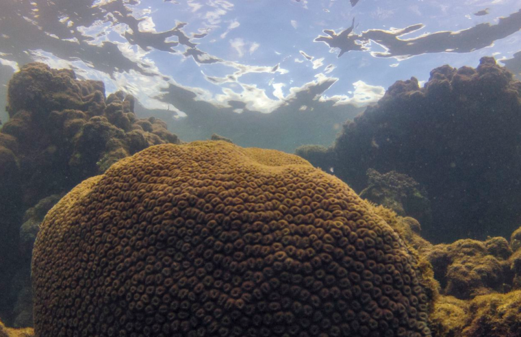 Calor, acidez das águas e pouco alimento ameaçam ecossistemas marinhos