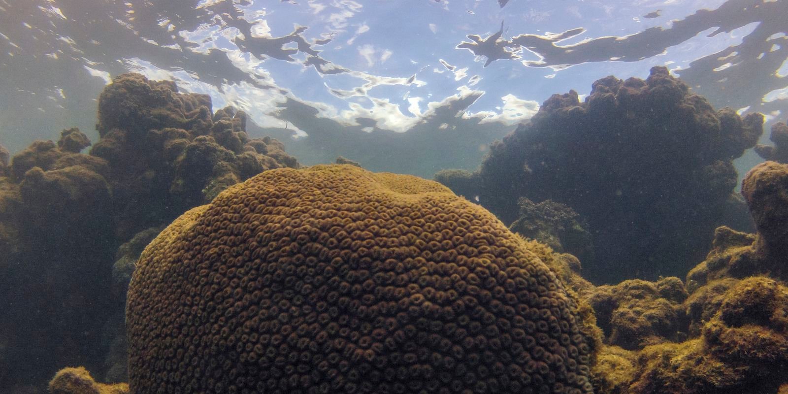 Calor, acidez das águas e pouco alimento ameaçam ecossistemas marinhos