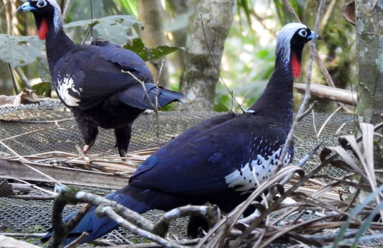 Em risco de extinção, jacutingas são devolvidas à natureza em SP