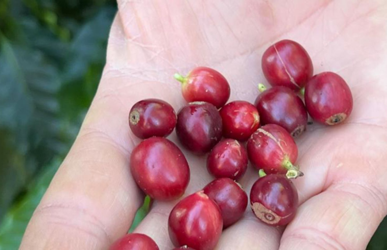 China habilita 183 empresas brasileiras a exportar café para o país