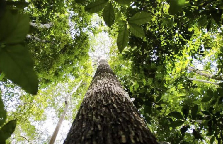Países defendem fundo florestal com recursos carimbados para indígenas
