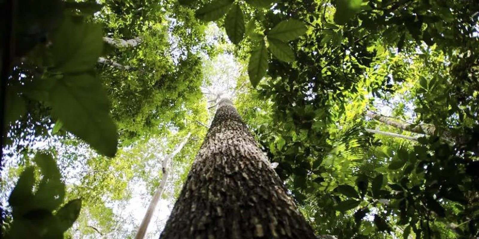 Países defendem fundo florestal com recursos carimbados para indígenas