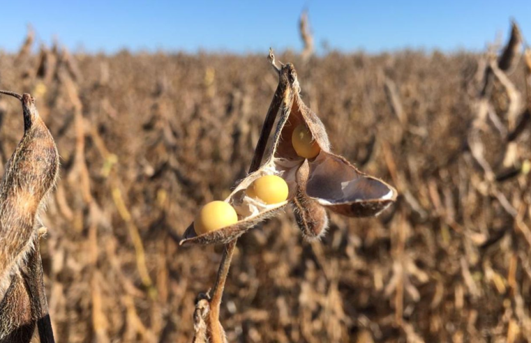 Justiça suspende decisão do Cade sobre Moratória da Soja