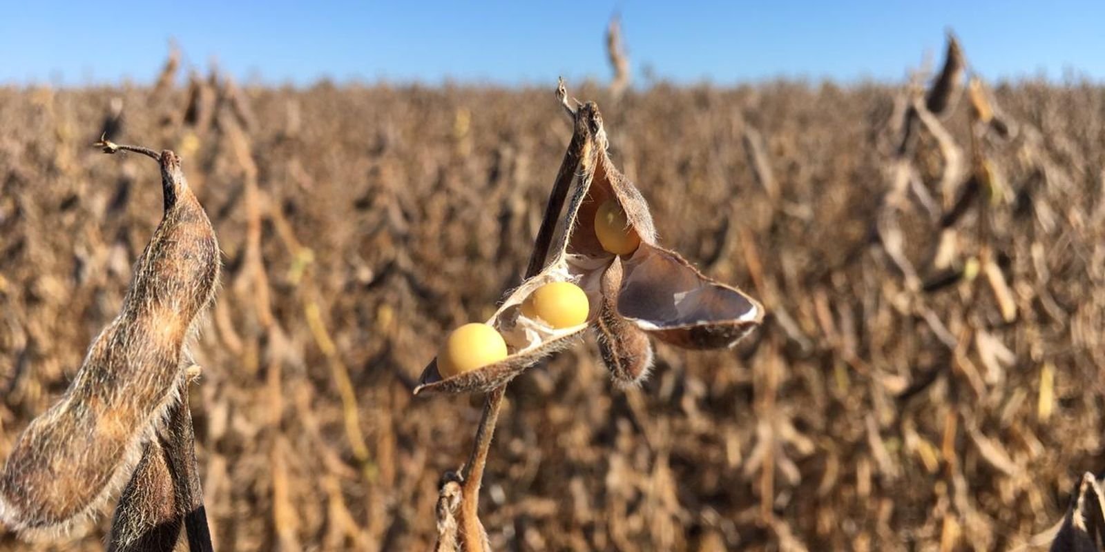 Justiça suspende decisão do Cade sobre Moratória da Soja