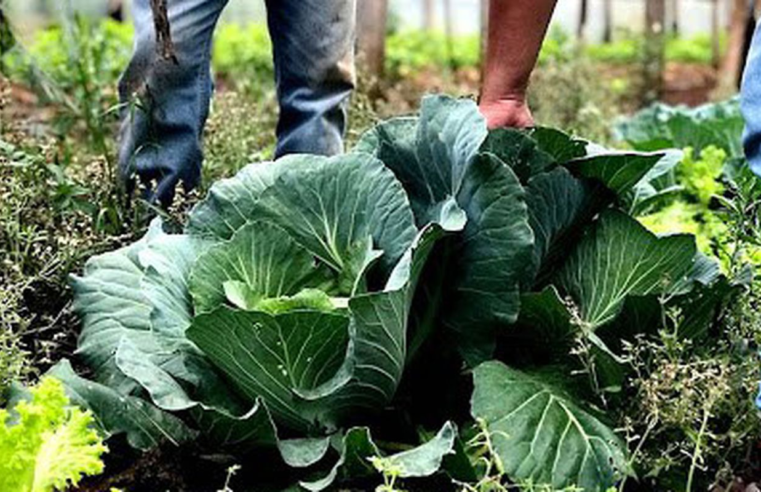 Agricultura familiar receberá R$ 60 milhões para produção de bioinsumo