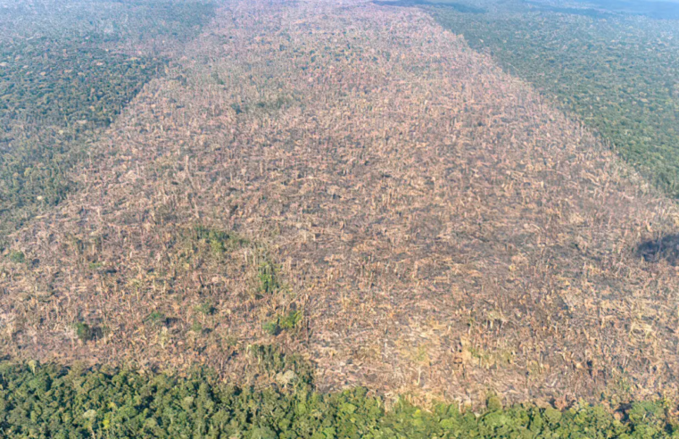 Desmatamento é responsável por mais de 28 mil mortes anuais por calor