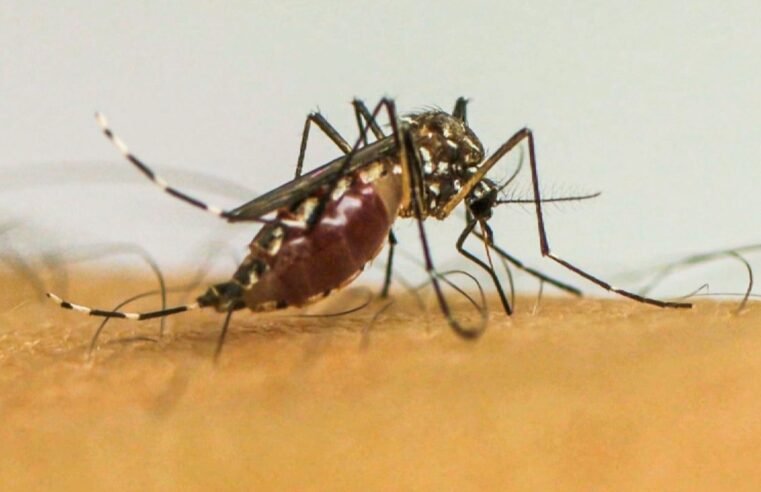 Vírus da chikungunya afeta crianças e adolescentes e deixa sequelas