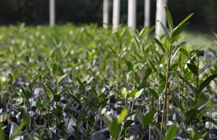 UFRJ propõe "Re-Amazonizar o Brasil" no Festival do Conhecimento 2025