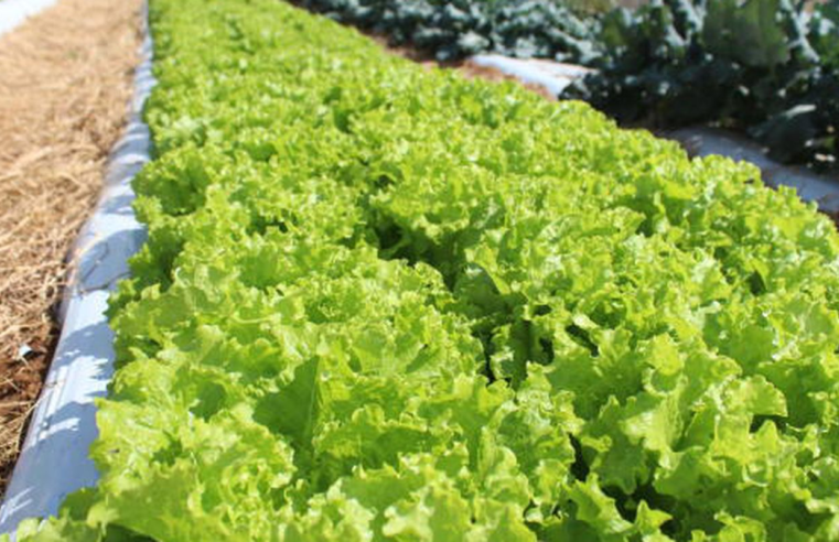 Crise climática ameaça cultivo de alface em campo aberto, diz Embrapa
