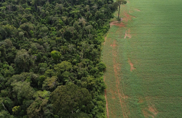 Estados e DF devem padronizar Autorização de Supressão de Vegetação
