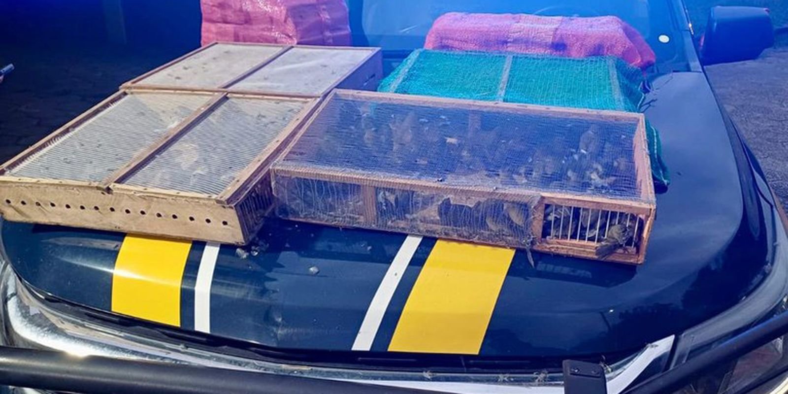 Homem é preso com mais de 1 mil aves silvestres no RJ; 180 morreram