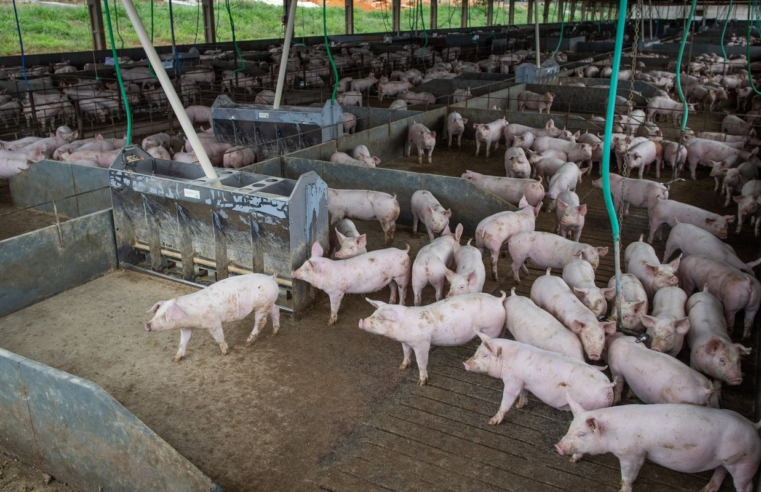 Produção de carne suína e de frango terá volume recorde em 2026