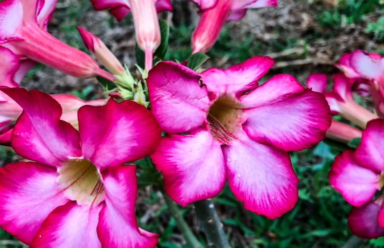 Hoje é Dia: início da primavera e datas ligadas à saúde são destaques