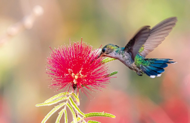 Primavera começa com ondas de calor e baixa umidade no país