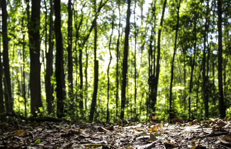 Produção florestal do país cresce 16,7% e chega a R$ 44,3 bi em 2024