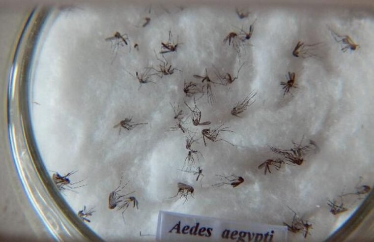 Pesquisa do Butantan padroniza nomenclatura de vírus da dengue