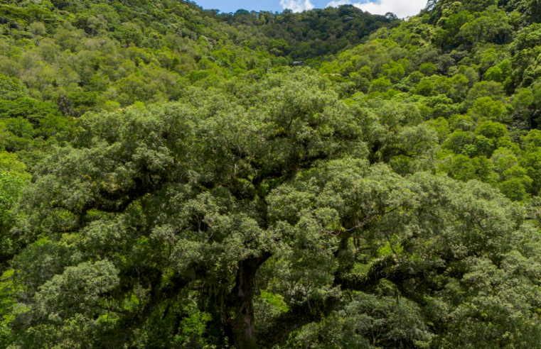 Mata Atlântica perde 2,4 milhões de hectares em 40 anos
