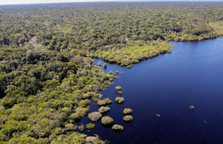 Amazônia e Cerrado registram queda de 11% no desmatamento