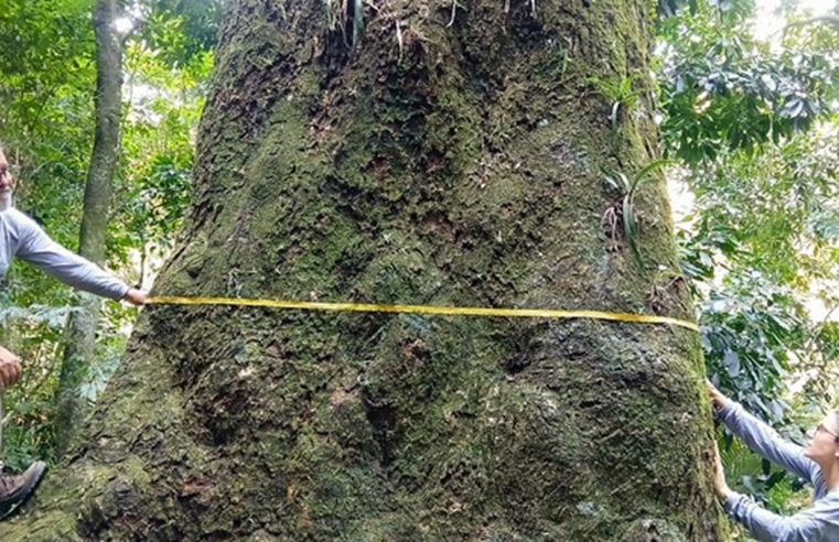 Jequitibá-rosa com cerca de 500 anos é localizado em parque no Rio