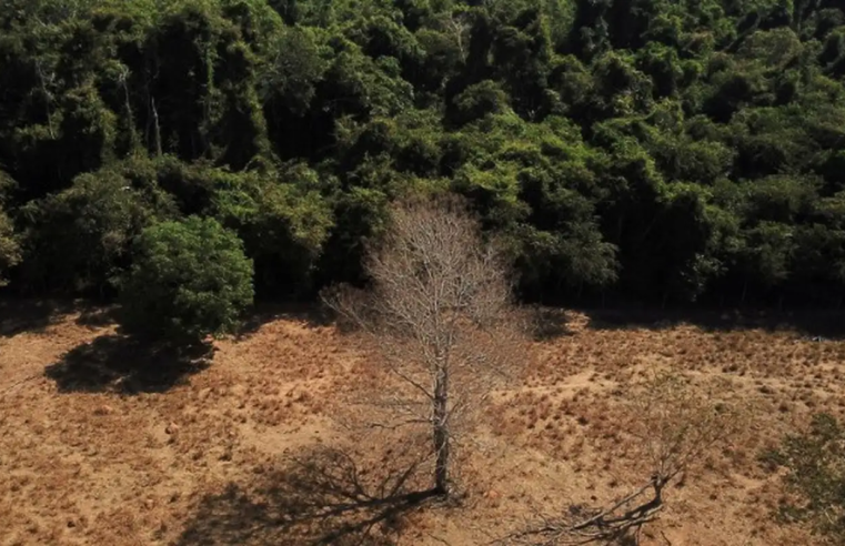 Brasil pode suprir demanda por bioenergia sem desmatar, aponta estudo
