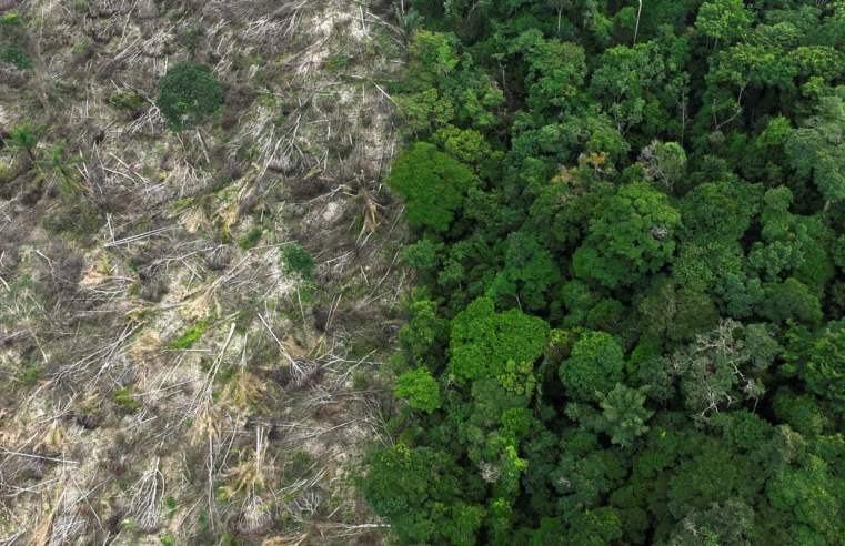 Restauro florestal pode render US$ 100 bi por ano a países tropicais