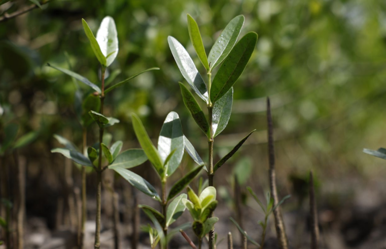 Programa Restaura Amazônia aprova 17 projetos em assentamentos