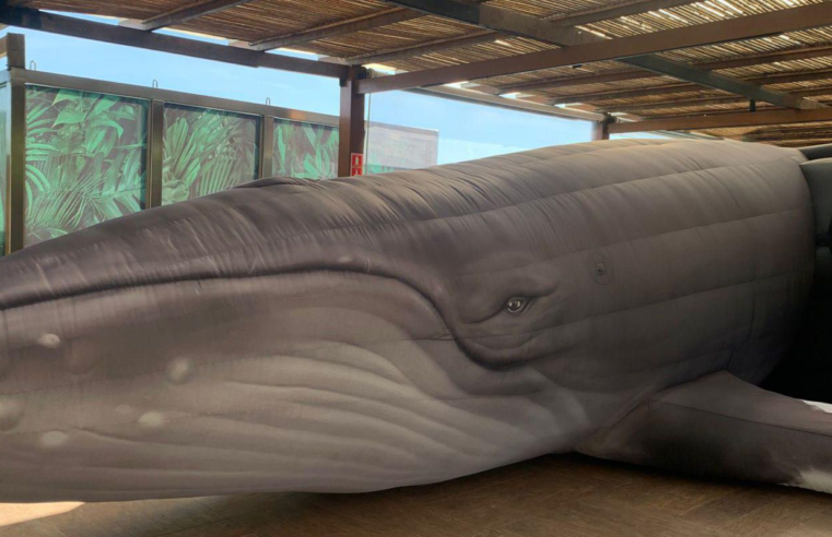 Jardim Botânico do Rio expõe réplica de jubarte por conscientização