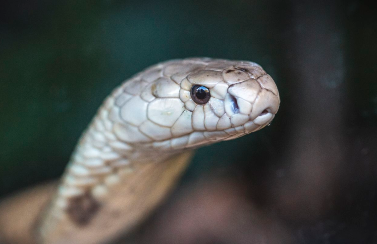 Estudo prevê substituição de roedor em testes antiveneno de serpentes