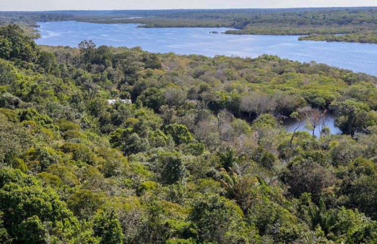 Revista The Economist elogia ações do Brasil para salvar as florestas