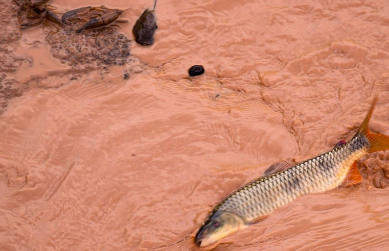 Samarco e Vale são multadas em mais de R$ 1,8 bilhão