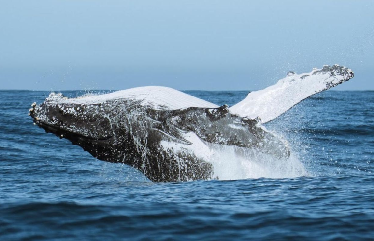 Festival une ciência, tecnologia e meio ambiente no audiovisual