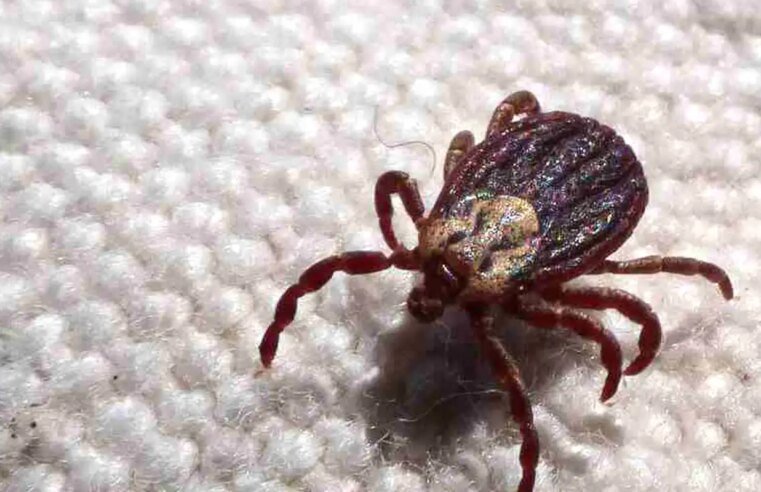 Febre maculosa causa mais duas mortes no interior de São Paulo