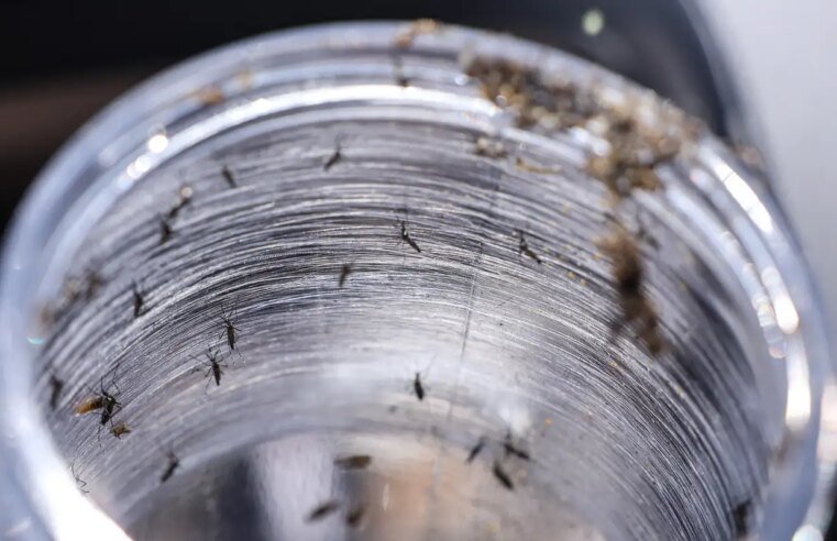 Ministério da Saúde intensificará mobilização contra dengue no Brasil