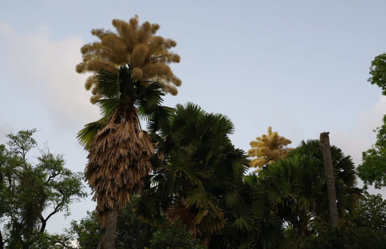 Palmeiras raras florescem no Parque do Flamengo após 60 anos